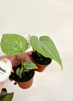 Monstera Amydrium Medium Silver