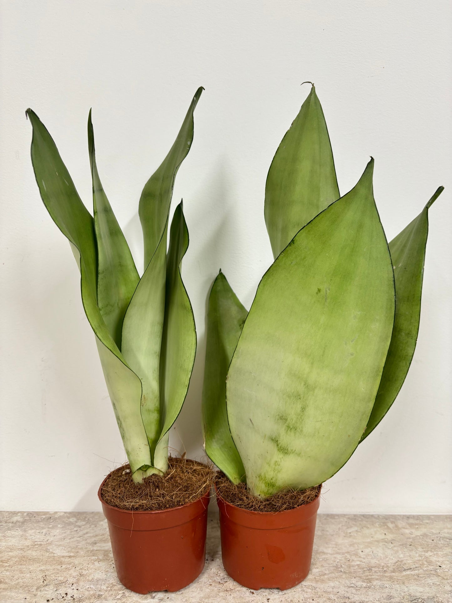 Sansevieria Moonshine