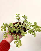 Crassula afra variegata