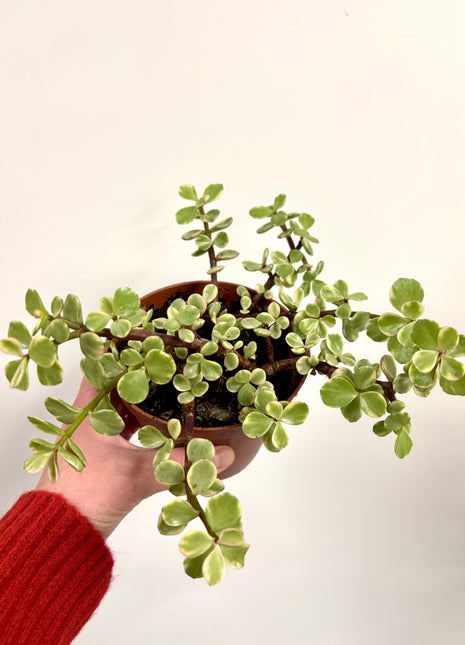Crassula afra variegata
