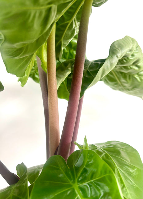 Alocasia Imperial Red