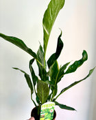 Spathiphyllum/ Peace Lily variegated