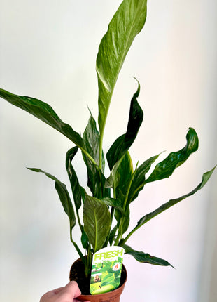 Spathiphyllum/ Peace Lily variegated