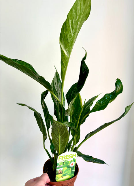 Spathiphyllum/ Peace Lily variegated