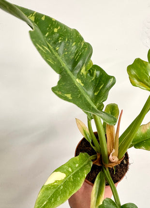 Philodendron Ring of Fire