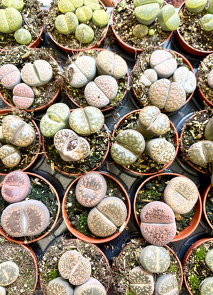 Lithops
