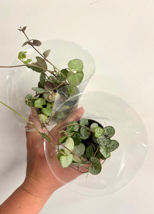 Ceropegia Woodii/string of hearts