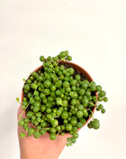 Senecio Rowleyanus