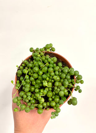 Senecio Rowleyanus
