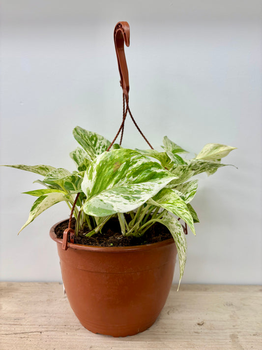 Epipremnum/Scindapsus Marble Queen