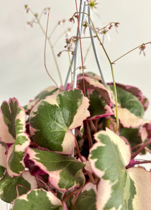 Saxifrage Stolonifera Tricolour /Strawberry Begonia