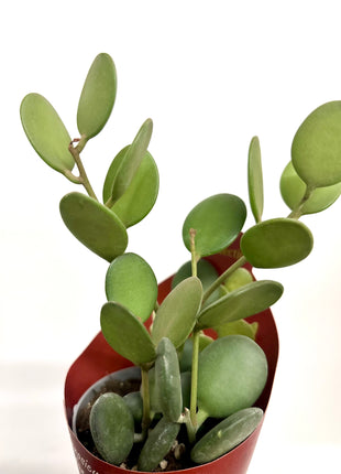 Xerosicyos Danguyi