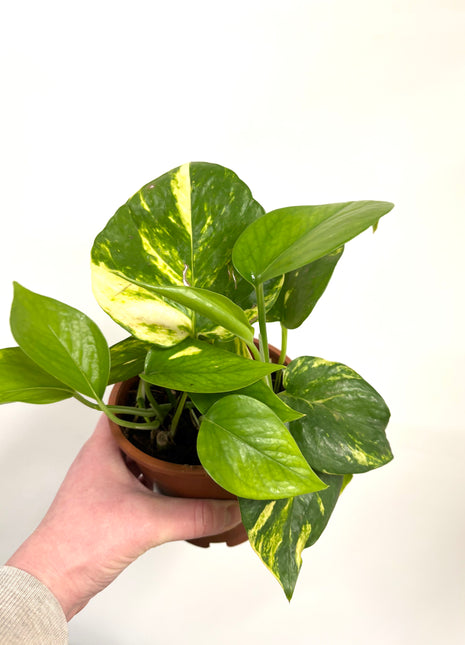 Epipremnum Aureum