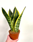 Sansevieria