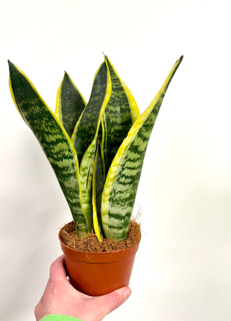 Sansevieria