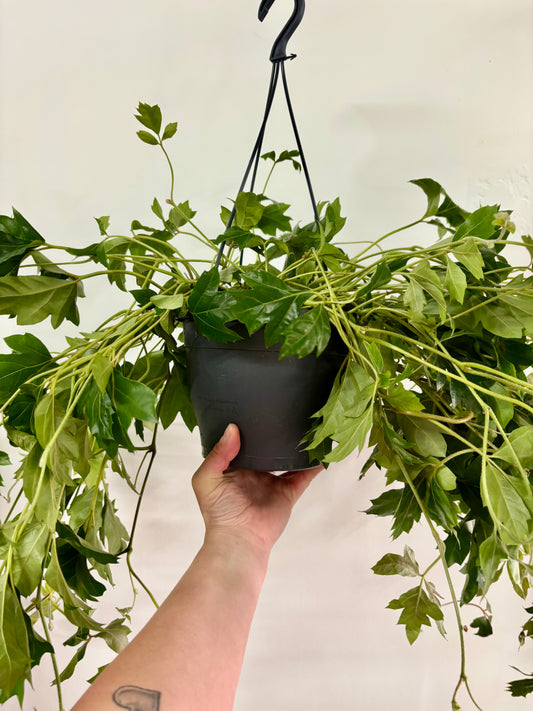 Cissus Ellen Danica