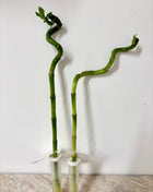 Dracaena Lucky Bamboo