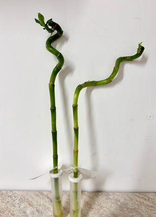 Dracaena Lucky Bamboo