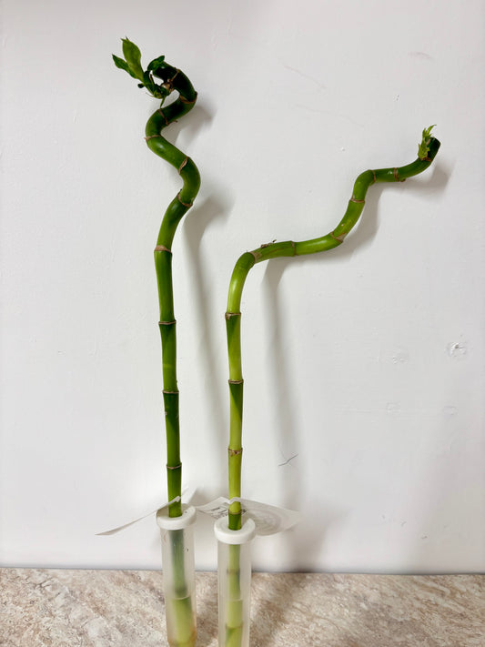 Dracaena Lucky Bamboo