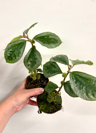 Elatostema Vittatum