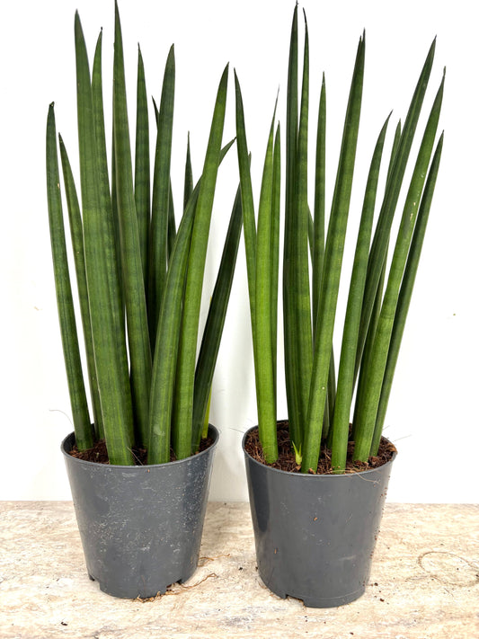 Sansevieria Mikado