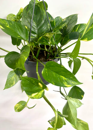 Epipremnum Aureum