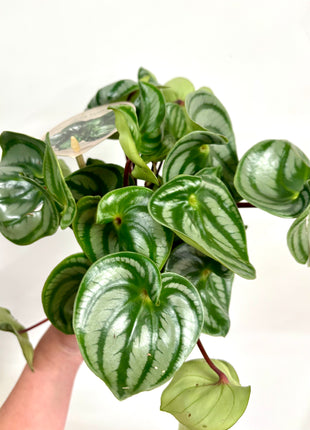 Peperomia Watermelon