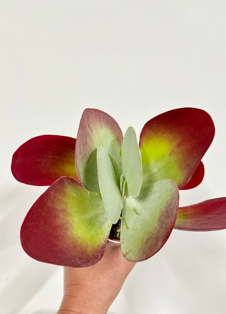 Kalanchoe Thyrsiflora