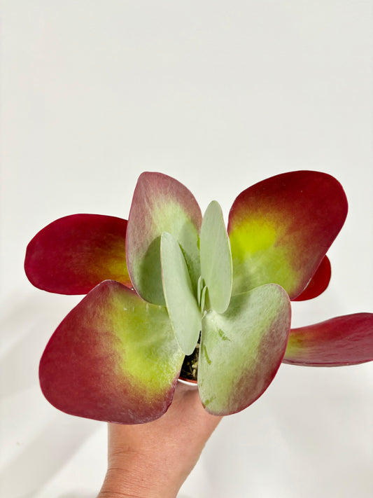 Kalanchoe Thyrsiflora