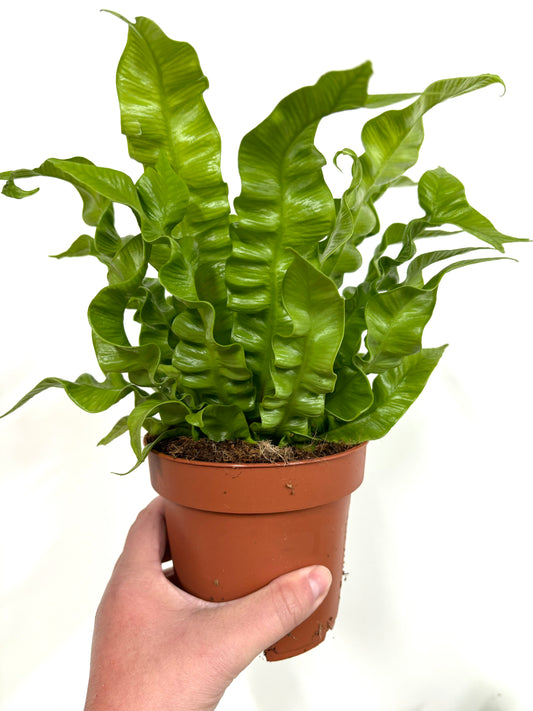 Asplenium Crispy Wave