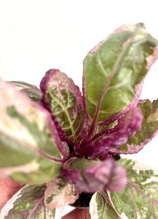 Hemigraphis Snow White/waffle plant