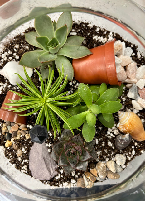 Terrarium workshop (£48)