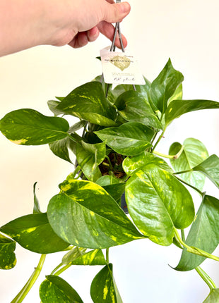 Epipremnum Aureum