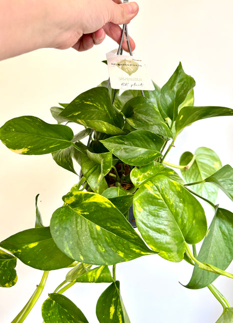 Epipremnum Aureum