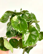 Begonia carre rouge variegated
