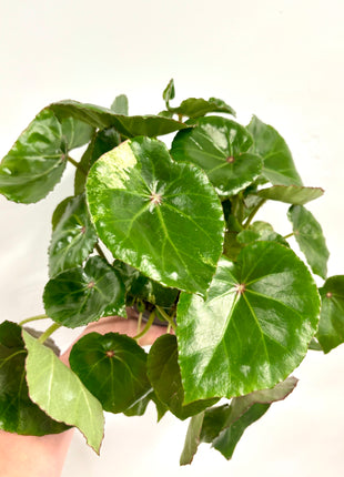 Begonia carre rouge variegated