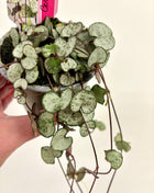 Ceropegia silver glory/string of hearts