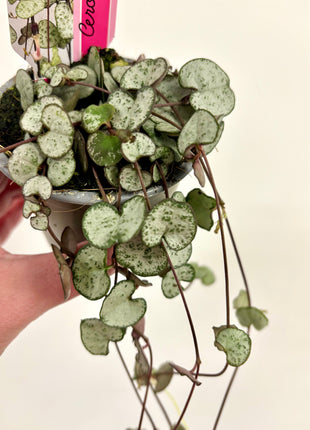 Ceropegia silver glory/string of hearts