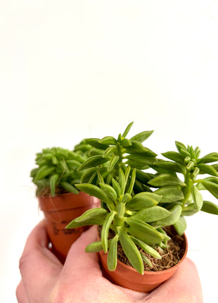 Peperomia Happy Bean