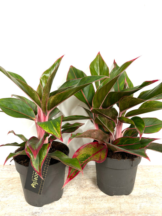 Aglaonema Jungle Red