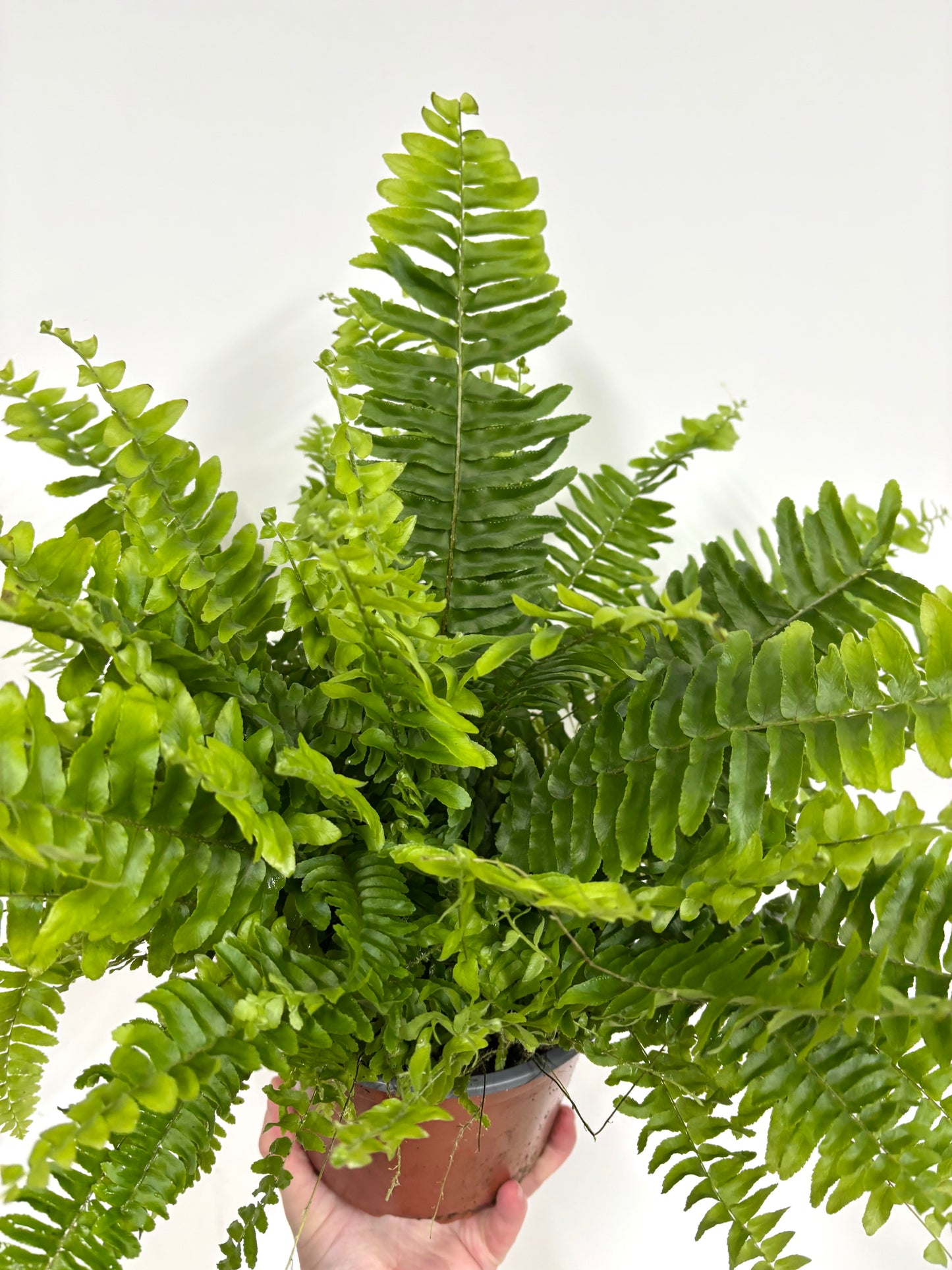 Nephrolepis/Boston Fern