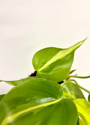 Philodendron Scandens Brasil
