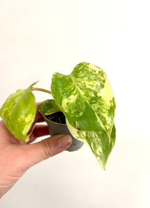 Philodendron Burke Marx variegated