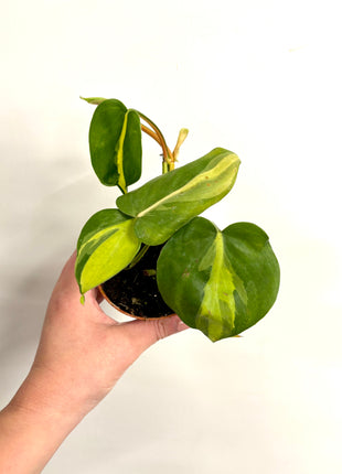 Philodendron Scandens Brasil