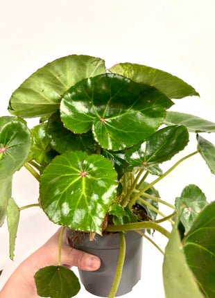 Begonia carre rouge variegated