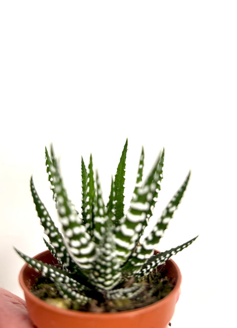 Haworthia Big Band
