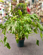 Philodendron Xanadu