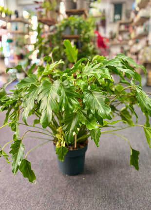 Philodendron Xanadu