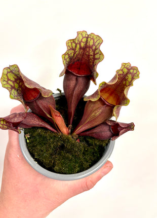 Sarracenia Flytrap - Pitcher plant