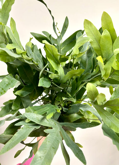 Phlebodium Blue Star